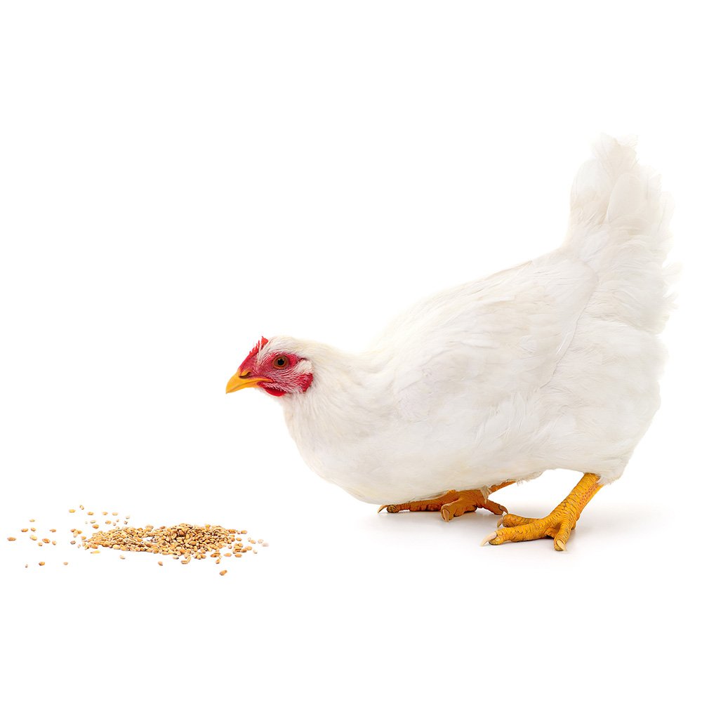Animal Feed