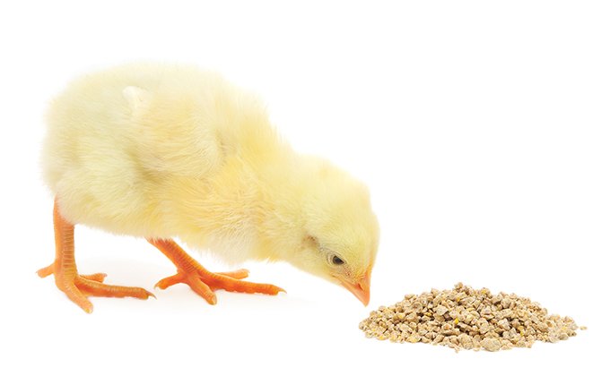 Vitamin B12 Feed Additive (1% Content)