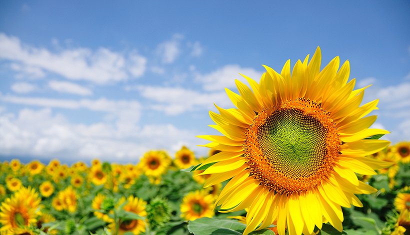 comprehensive range of Vitamin E products_
