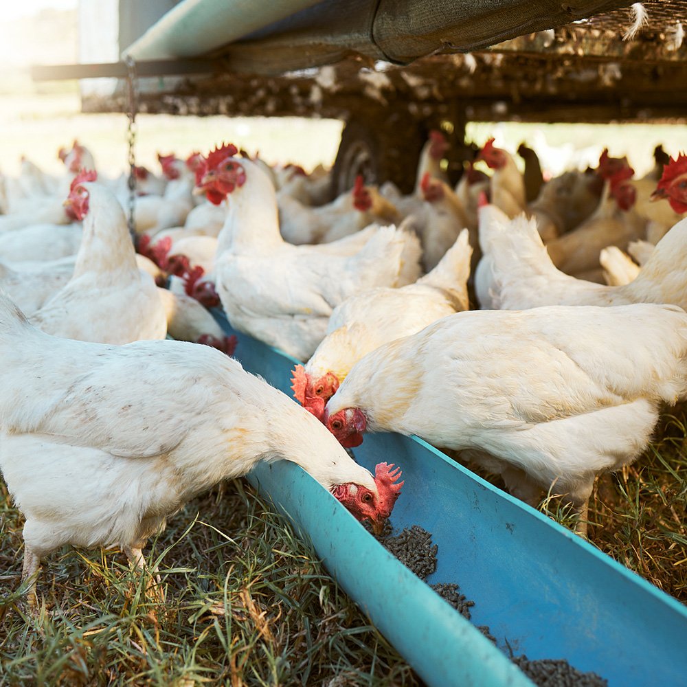 vitamin C application in animal feed