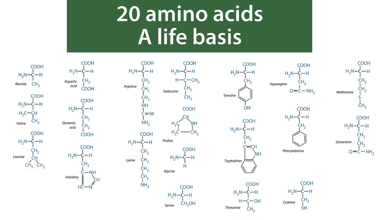 20 amino acids life basis