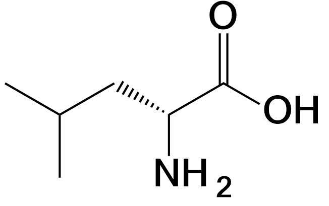 Leucine structure Leu L