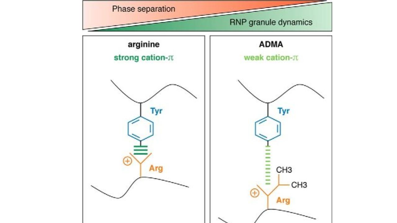 Arginine-methylation-weakens-cation-π-interactions