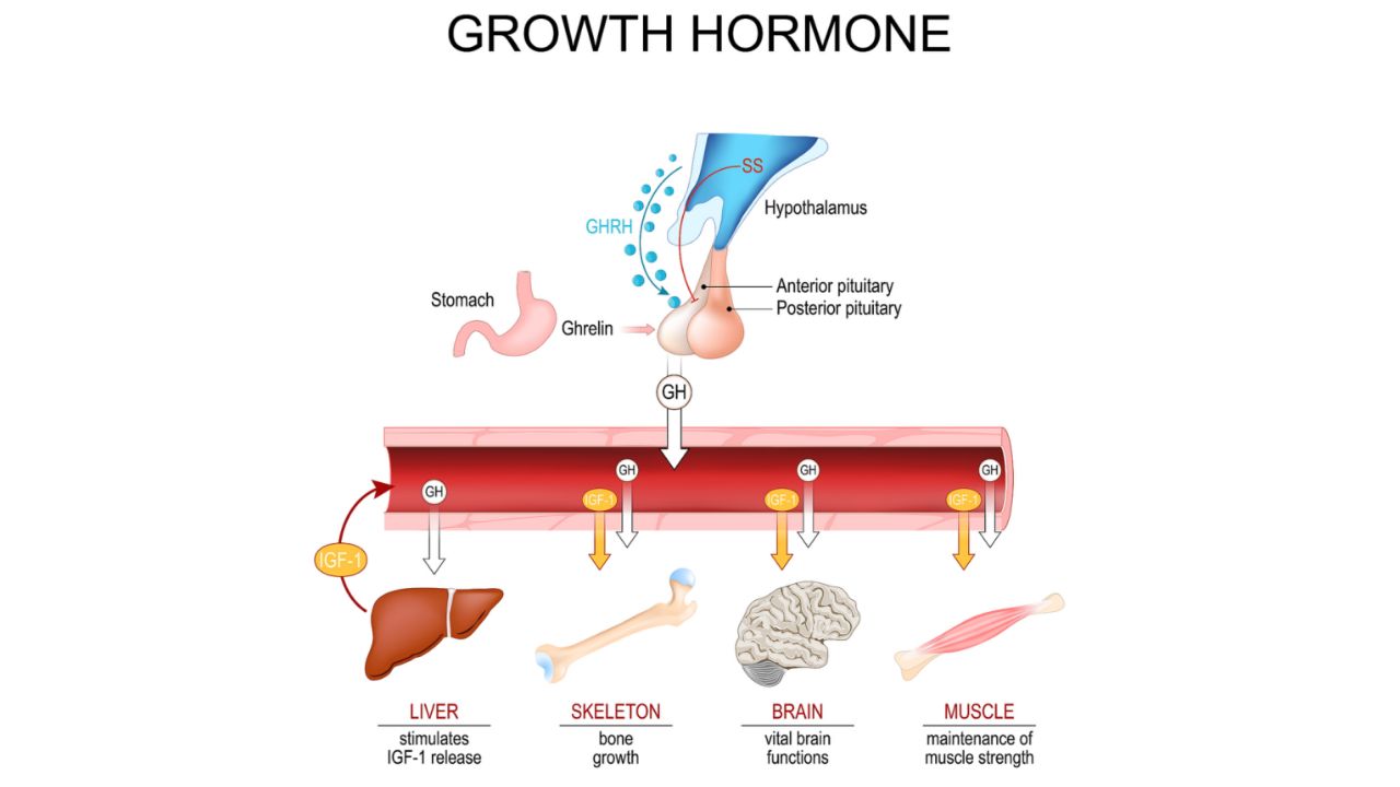 Growth-Hormone