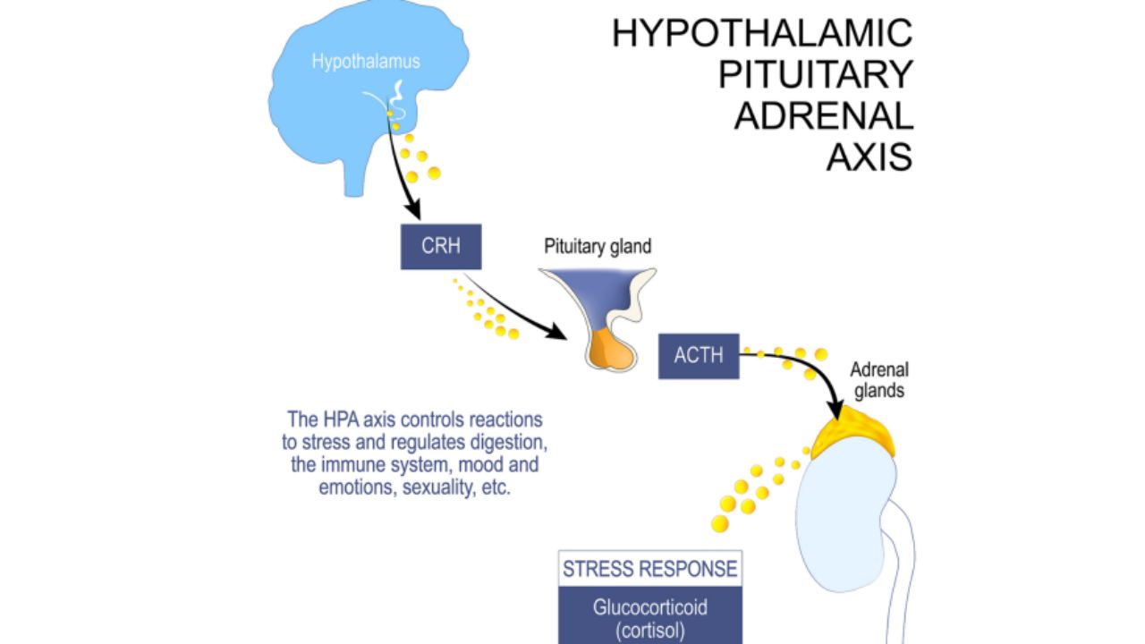 Hypothalamus-secretes-neurohormones