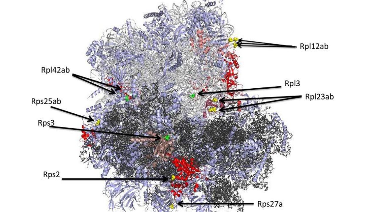 Methylation-sites-on-the-surface-and-interior-of-yeast-ribosomal-proteins