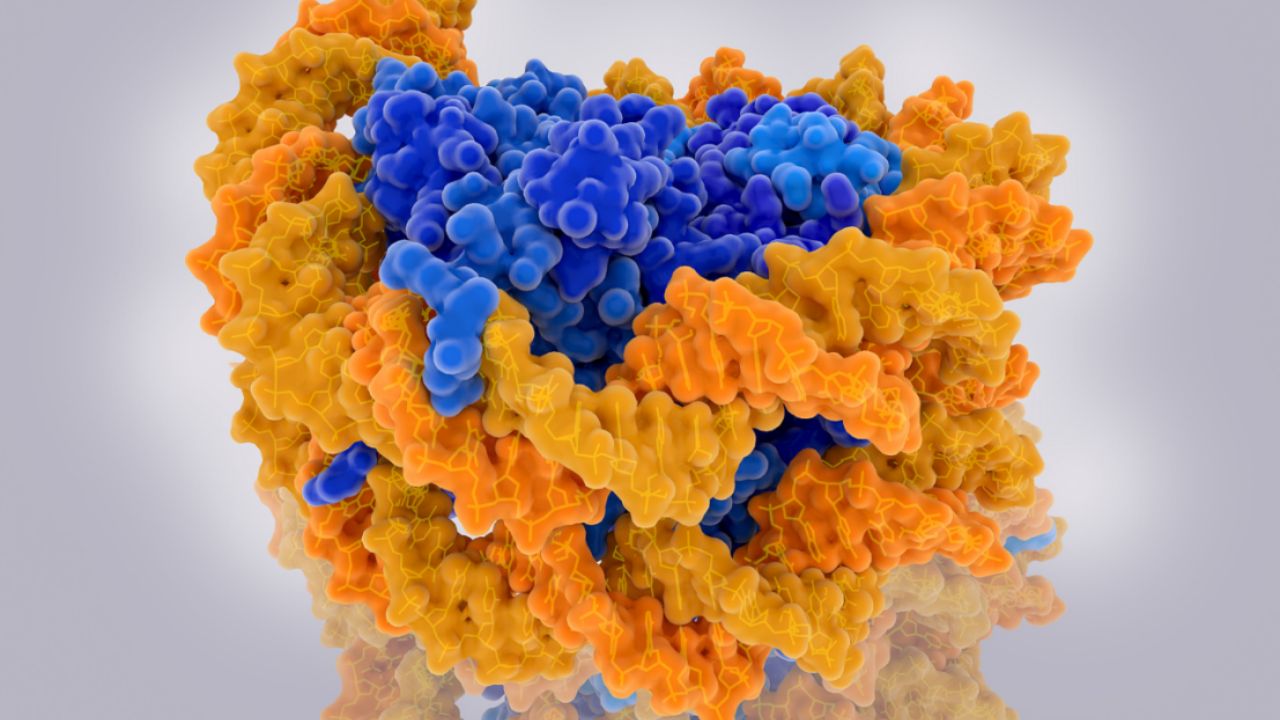Protein-methylation