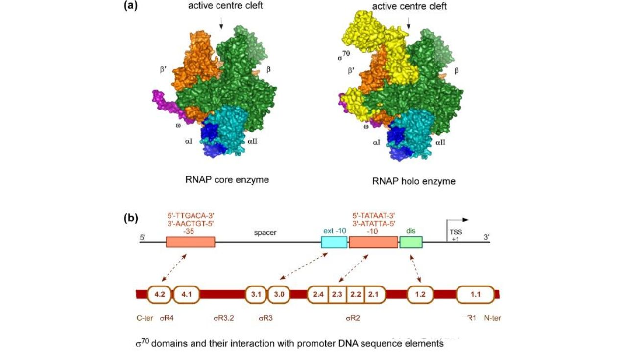 Bacterial-RNAP-and-the-core-promoter