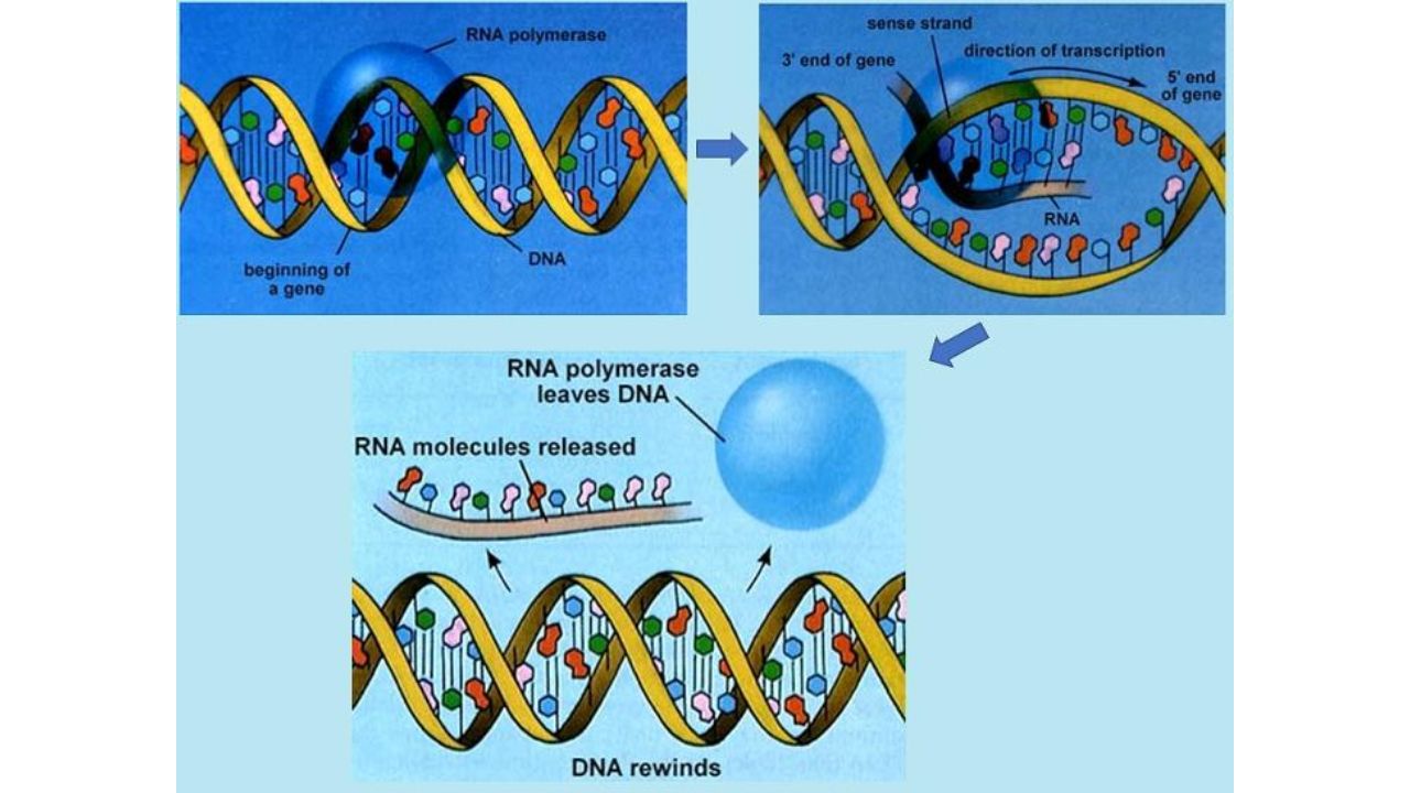 Basic-Transcription-Process