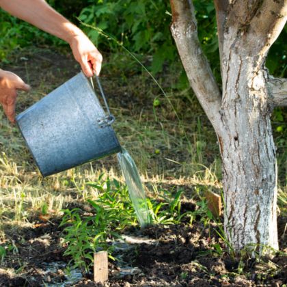 Denatonium-Benzoate-Prevention-and-control-of-plant-diseases-and-pests