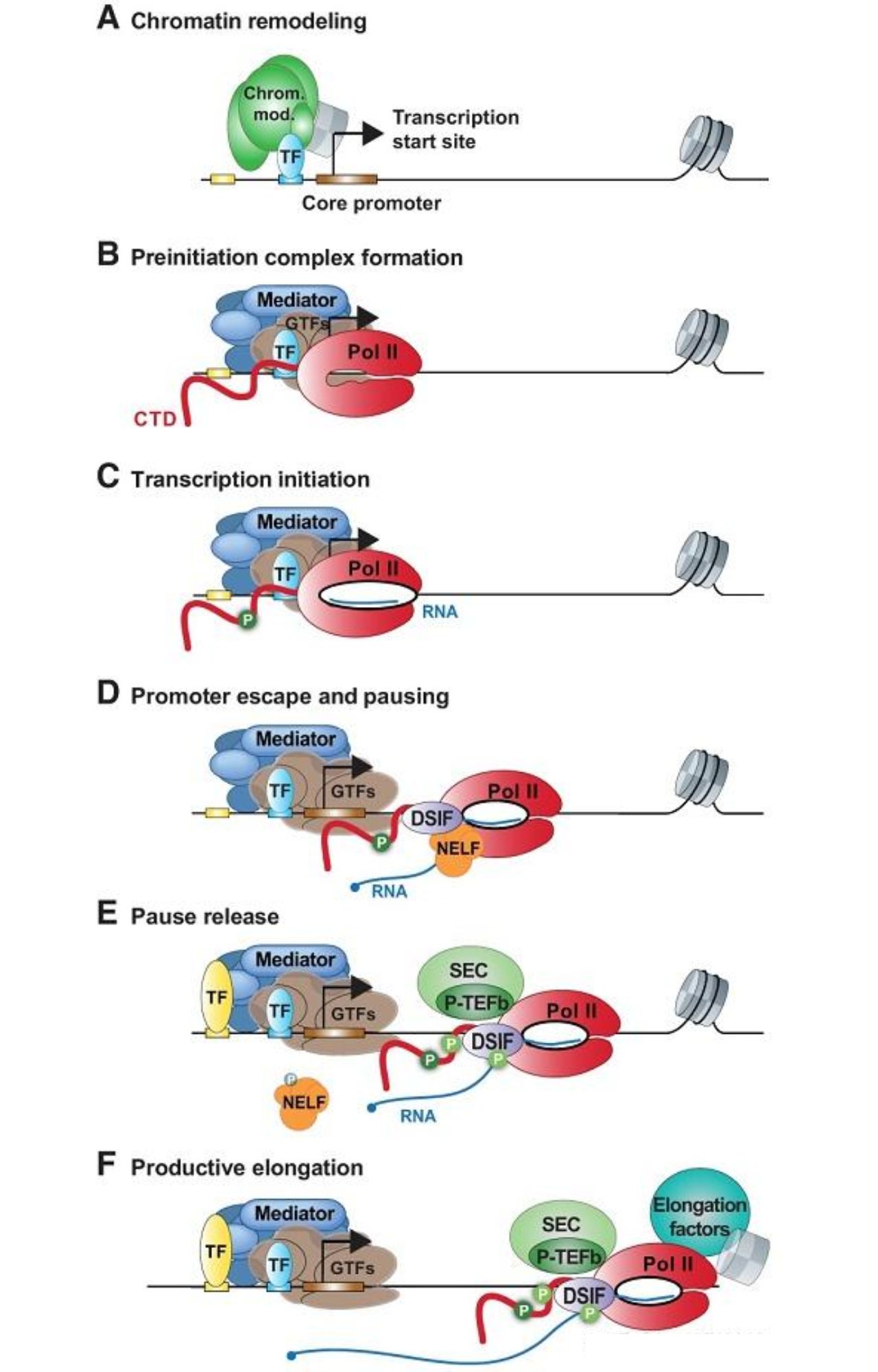 Early-steps-of-eukaryotic-transcription.-Genes-Dev.-2019