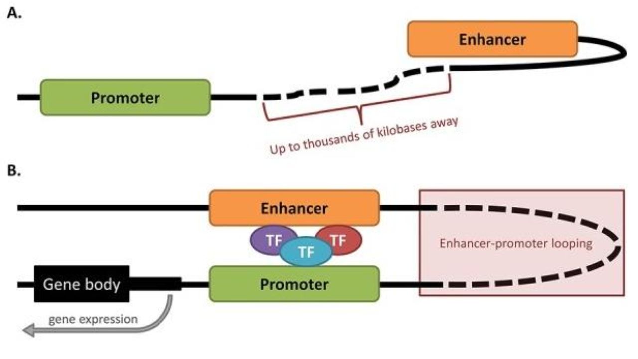 Enhancers-regulate-transcription-through-the-promoter.-Oncotarget.-2015