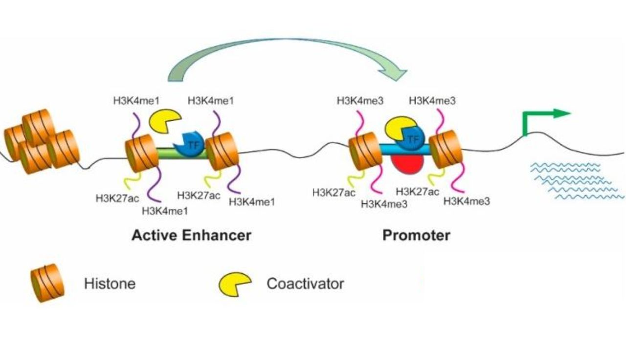 
Epigenetic-markers-of-enhancers-and-promoters.-Cells.-2019