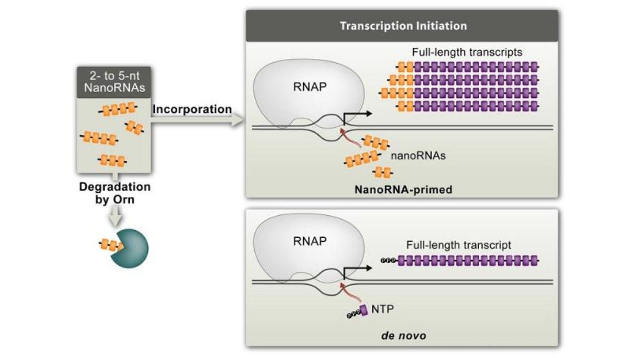NanRNA-regulates-transcription-initiation.-J-Mol-Biol.-2011