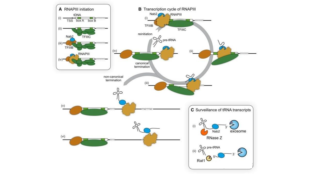 RNAP-III-promoters-and-transcription-process.-Biochem-Soc-Trans.-2016.