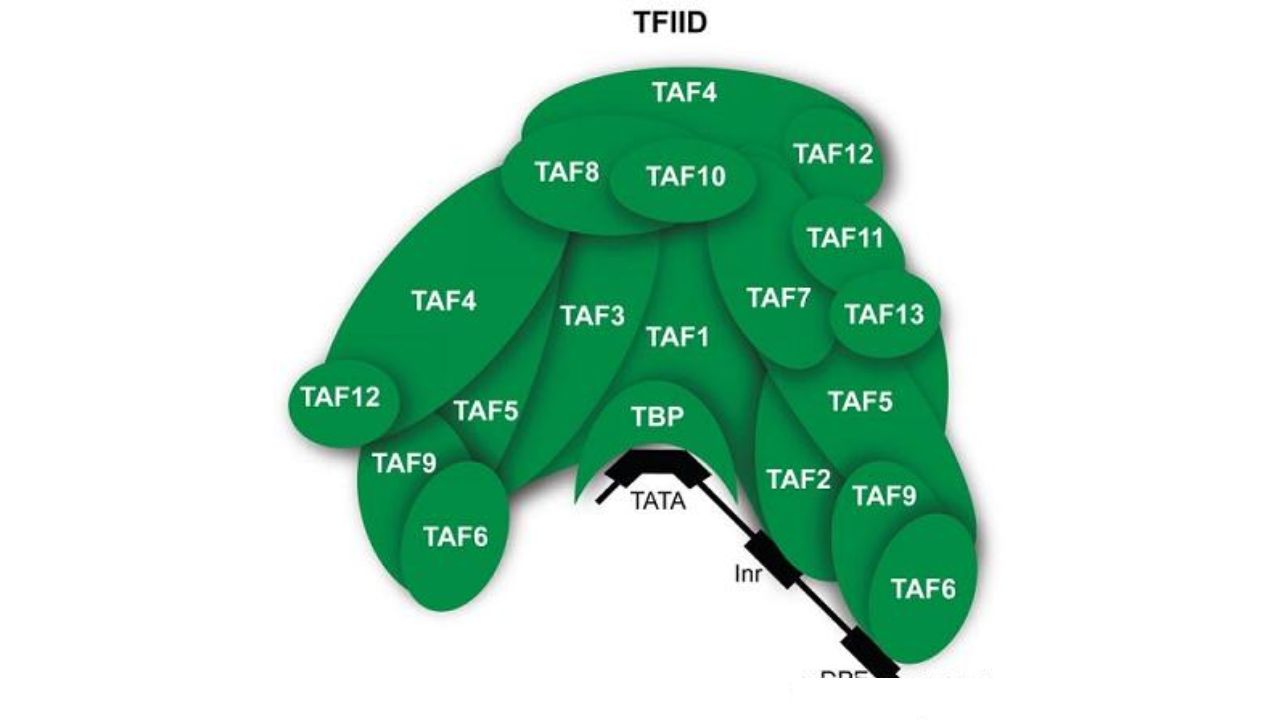 TFIID-recognizes-the-core-promoter.-Nat-Rev-Genet.-2010