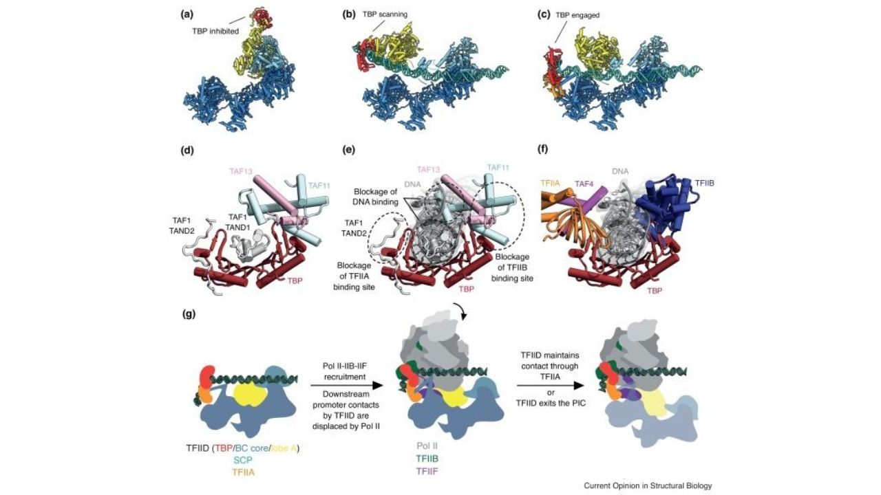 TFIID-structure-and-RNAP-recruitment.-Curr-Opin-Struct-Biol.-2019