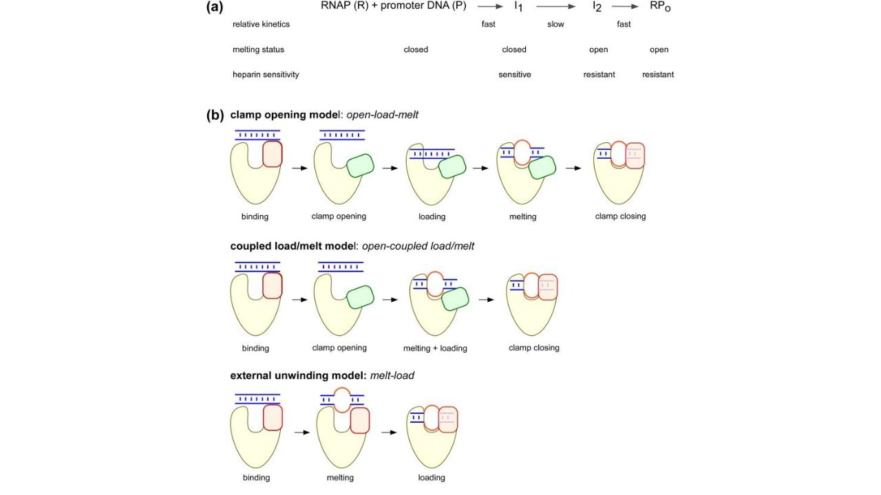 The-transition-from-the-closed-complex-to-the-open-complex.-J-Mol-Biol.-2019
