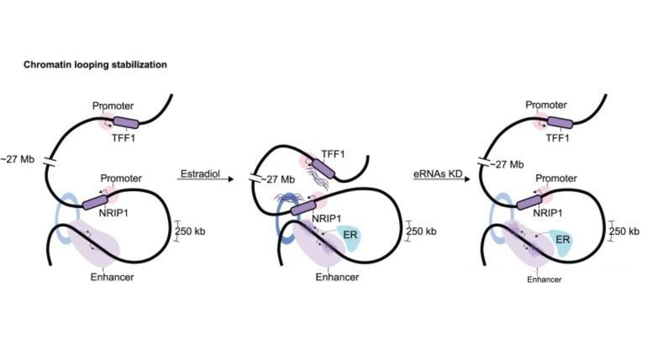 eRNA-stabilizes-chromatin-loops.-Epigenet-Insights.-2019