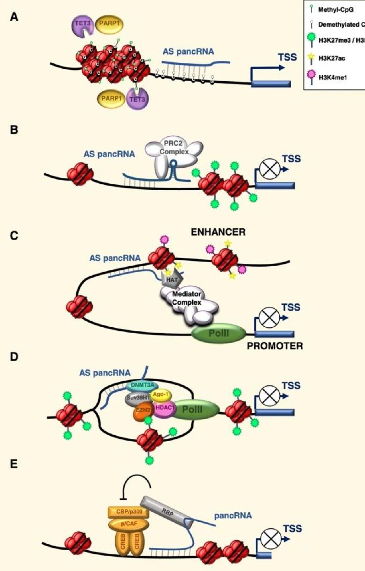 pancRNA-mechanism-model.-J-Exp-Clin-Cancer-Res.-2020