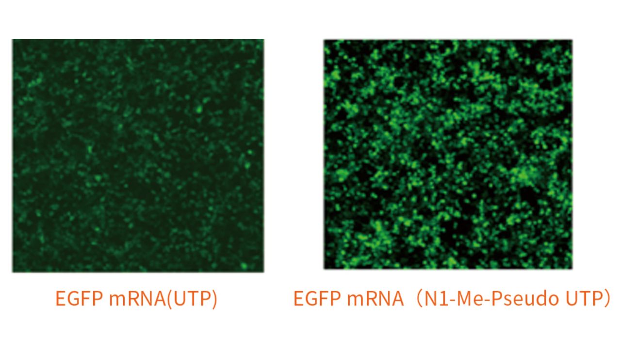 EGFP-mRNA