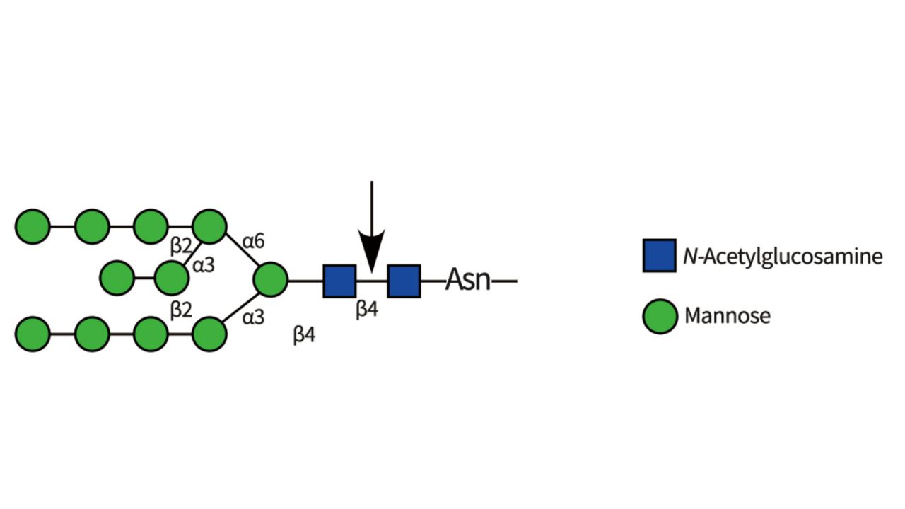 Endo-A-Recognition-Site