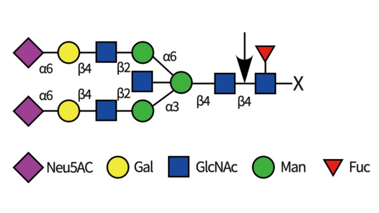 Endo-S-Recognition-Site